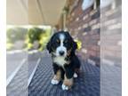 Bernese Mountain Dog PUPPY FOR SALE ADN-787132 - Bernese Mountain Dog Pups for