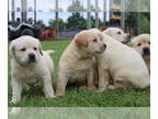 Labrador Retriever PUPPY FOR SALE ADN-787135 - Yellow Litter