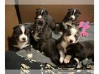 Siberian Husky PUPPY FOR SALE ADN-787136 - Siberian Husky Puppies raised in home