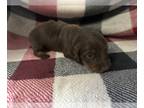 Dachshund PUPPY FOR SALE ADN-787142 - Mini Dachshund