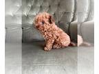 Poodle (Toy) PUPPY FOR SALE ADN-787152 - Tiny toy poodle puppy