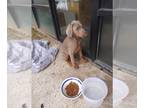 Doberman Pinscher PUPPY FOR SALE ADN-787155 - Fawn male doberman puppy born feb