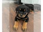 Rottweiler PUPPY FOR SALE ADN-787156 - teal girl