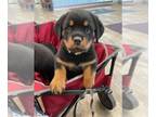 Rottweiler PUPPY FOR SALE ADN-787157 - Lilly girl