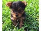 Yorkshire Terrier PUPPY FOR SALE ADN-787158 - YORKIE PUPPIES AKC PUREBRED