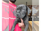 Boerboel PUPPY FOR SALE ADN-787170 - Black male Boerboel