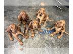 Bloodhound PUPPY FOR SALE ADN-787179 - AKC with OFA Bloodhounds