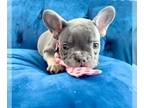 French Bulldog PUPPY FOR SALE ADN-787193 - LILAC TAN FEMALE