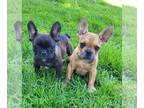 French Bulldog PUPPY FOR SALE ADN-787212 - French Bulldog Puppies