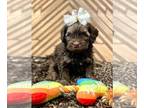 Poodle (Toy) PUPPY FOR SALE ADN-787256 - Toy Poodle Pups