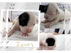 American Bulldog PUPPY FOR SALE ADN-787263 - American Bulldog Johnson