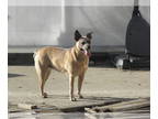 Australian Cattle Dog-Border Collie Mix DOG FOR ADOPTION ADN-787050 - Australian