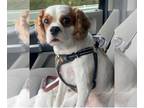 Cavalier King Charles Spaniel DOG FOR ADOPTION ADN-787042 - 3 year old King