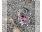 American Pit Bull Terrier DOG FOR ADOPTION RGADN-1091499 - Hollenbeck - Pit Bull