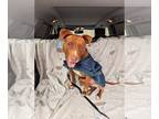American Pit Bull Terrier Mix DOG FOR ADOPTION RGADN-1091801 - Missy - Pit Bull
