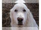 Great Pyrenees DOG FOR ADOPTION RGADN-1101129 - Comet bonded with Estelle -