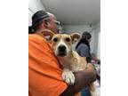 Adopt Dawn a Pit Bull Terrier, Mixed Breed