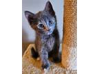 Adopt Henzie `Toolbox` Torre a Domestic Short Hair