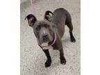 Adopt Dasani a Pit Bull Terrier, Mixed Breed