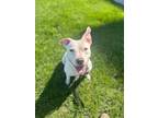 Adopt Mooka a Pit Bull Terrier, Mixed Breed