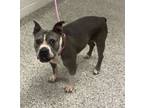 Adopt Keesha a Pit Bull Terrier, Mixed Breed