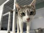 Adopt Greta a Domestic Short Hair