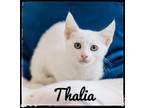 Adopt Thalia a Domestic Short Hair