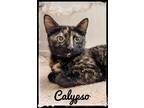 Adopt Calypso a Domestic Short Hair
