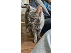 Adopt Missy Perez a Domestic Short Hair