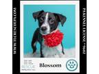 Adopt Blossom 050424 a Border Collie