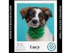Adopt Lucy (Desilu Duo) 050424 a Australian Shepherd