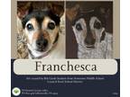 Adopt Franchesca (Chessie) a Jack Russell Terrier