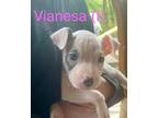 Adopt Vianesa (Cow Puppies 2024) a Pit Bull Terrier, Mixed Breed