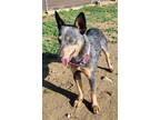 Adopt Martha a Australian Cattle Dog / Blue Heeler, Mixed Breed