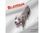 Adopt BLOSSOM a Pit Bull Terrier