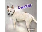 Adopt DAFFIE a Australian Cattle Dog / Blue Heeler, Pit Bull Terrier
