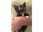 Adopt Spaetzle (available for pre-adoption) a Domestic Short Hair