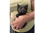 Adopt Knodel (available for pre-adoption) a Domestic Short Hair