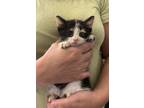 Adopt Schnitzel (available for pre-adoption) a Domestic Short Hair