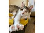 Adopt Sugar Bear a Domestic Short Hair