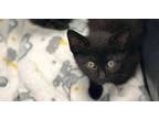 Adopt Nova a Domestic Short Hair