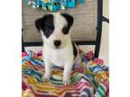 Adopt Squirtle a Australian Shepherd, Mixed Breed