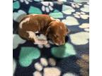 Dachshund Puppy for sale in Campbell, MO, USA