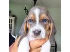 AKC Blue RESERVED