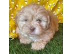 Shih-Poo Puppy for sale in Rocky Comfort, MO, USA