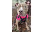 Adopt Pua a Pit Bull Terrier