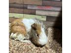 Adopt Allure (Lunkarya) a Guinea Pig