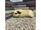 Adopt Amber a Guinea Pig