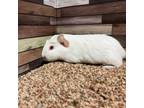 Adopt PuffCorn a Guinea Pig