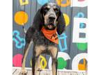 Adopt Renata a Bluetick Coonhound, Mixed Breed